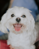 Cute Maltese Pup Cute Maltese Pup