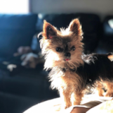 Cute Yorkshire Terrier Pup Cute Yorkshire Terrier Pup