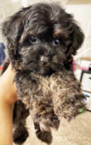 Cute Yorkie Poo Pup Cute Yorkie Poo Pup