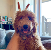 Cute Mini Goldendoodle Poodle Mix Pup Cute Mini Goldendoodle Poodle Mix Pup