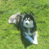Cute Pomsky Designer Pup Cute Pomsky Designer Pup
