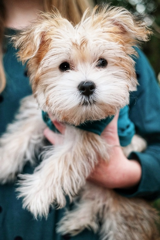 Cute Yorkie Designer Pup