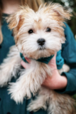 Cute Yorkie Designer Pup Cute Yorkie Designer Pup