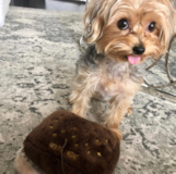 Yorkshire Terrier Being Cute Yorkshire Terrier Being Cute
