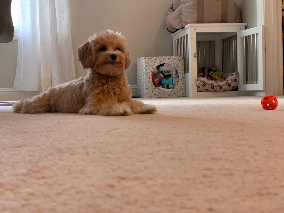 maltipoo dog sitting on the floor