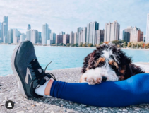 Cute Mini Bernedoodle Pup Cute Mini Bernedoodle Pup