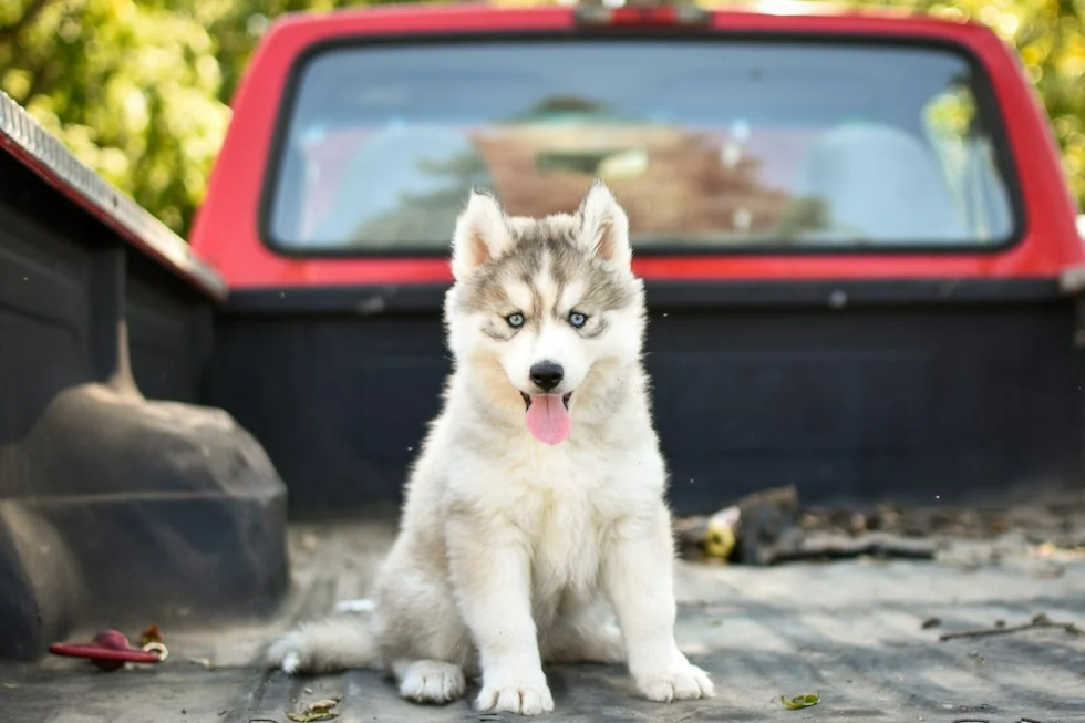 Pomsky Puppies for Sale in Houston Tx : Top-notch Selection