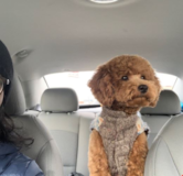 Cute Poodle Purebred Pup