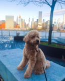 Cute Mini Goldendoodle Poodle Mix Pup Cute Mini Goldendoodle Poodle Mix Pup