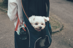 Cute Maltese Purebred Pup Cute Maltese Purebred Pup