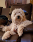 Cute Mini Goldendoodle Pup Cute Mini Goldendoodle Pup