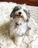 Cute Mini Sheepadoodle Poodle Mix Pup Cute Mini Sheepadoodle Poodle Mix Pup