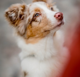 Mini Aussie Poo Puppies For Sale - Lone Star Pups