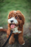 Cute Cavalier Poodle Mix Pup Cute Cavalier Poodle Mix Pup