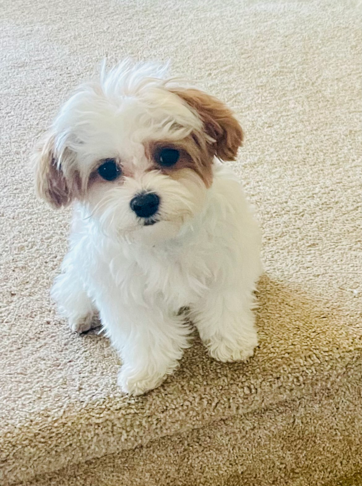 full grown maltipoo dog with white and brown coat