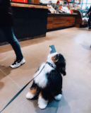 Cute Mini Bernedoodle Pup Cute Mini Bernedoodle Pup