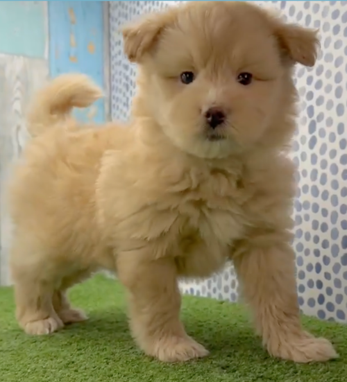 Popular Mini Pomskydoodle Pup