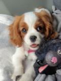 Cavalier King Charles Spaniel Being Cute