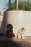 Cute Maltipoo Pup Cute Maltipoo Pup