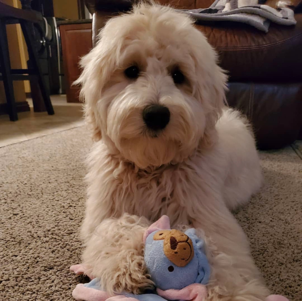 Mini Goldendoodle Being Cute