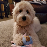 Mini Goldendoodle Being Cute Mini Goldendoodle Being Cute