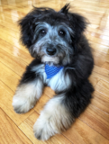 Cute Mini Aussiedoodle Pup Cute Mini Aussiedoodle Pup