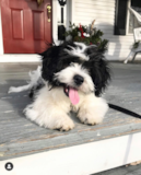 Cute Shichon Designer Pup Cute Shichon Designer Pup