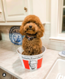 Cute Mini Goldendoodle Poodle Mix Pup Cute Mini Goldendoodle Poodle Mix Pup