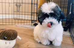 Havanese Being Cute Havanese Being Cute