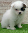 Cute Pomeranian Shih Tzu Mix Designer Pup