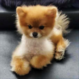 Cute Pomeranian Pup Cute Pomeranian Pup