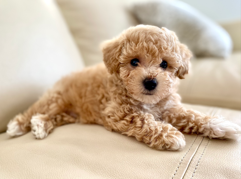 adorable poochon pup