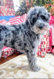 Cute Mini Aussiedoodle Pup Cute Mini Aussiedoodle Pup