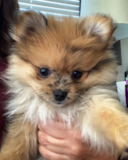 Cute Pomeranian Pup Cute Pomeranian Pup