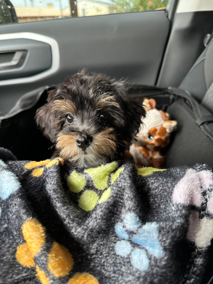 full grown yorkie poo gracie sitting in a car