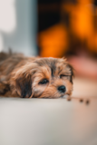 Cute Maltipoo Pup Cute Maltipoo Pup