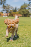 Cute Cavapoo Poodle Mix Pup Cute Cavapoo Poodle Mix Pup