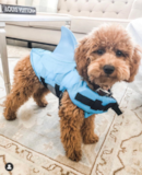 Mini Goldendoodle Being Cute Mini Goldendoodle Being Cute