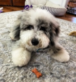 Cute Mini Sheepadoodle Pup Cute Mini Sheepadoodle Pup