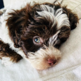 Cute Poochon Poodle Mix Pup Cute Poochon Poodle Mix Pup