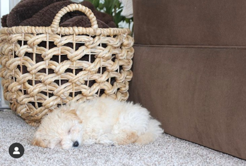 Cute Poochon Poodle Mix Pup