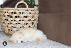 Cute Poochon Poodle Mix Pup Cute Poochon Poodle Mix Pup