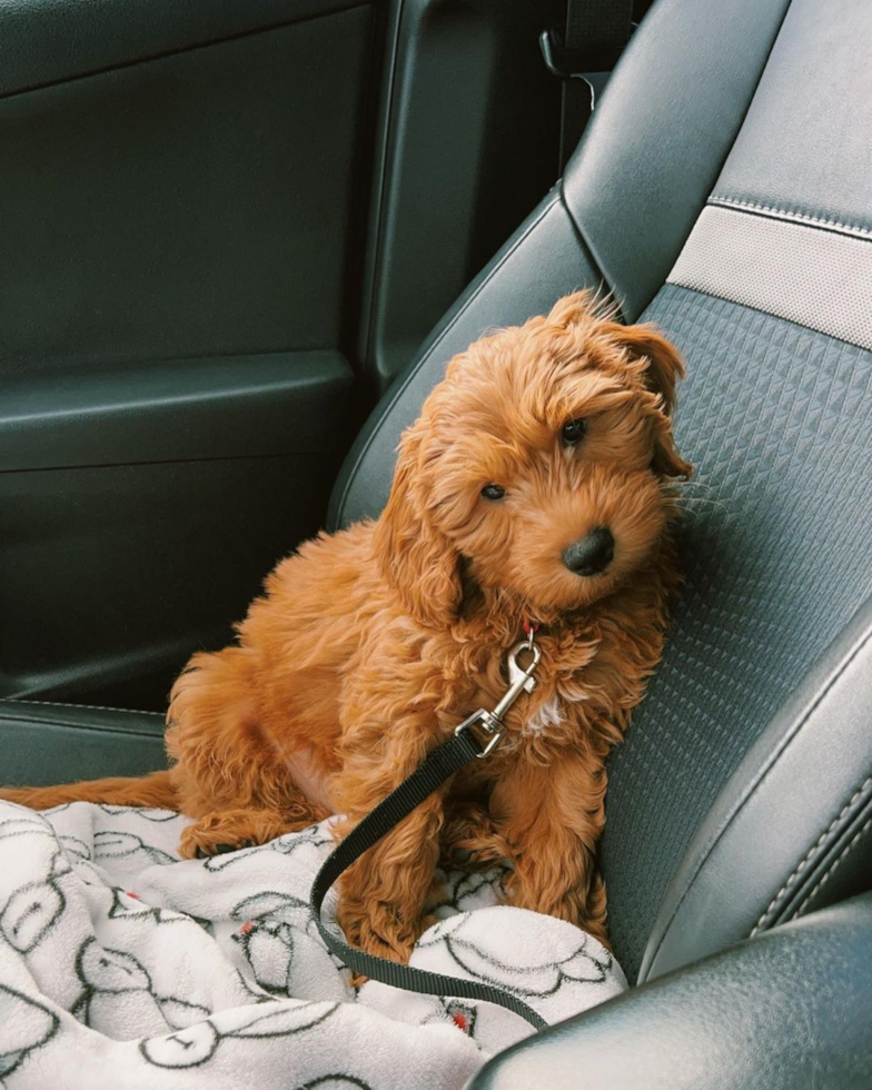 happy mini goldendoodle dog