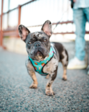 Cute French Bulldog Purebred Pup Cute French Bulldog Purebred Pup
