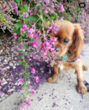 Cute Cavalier King Charles Spaniel Purebred Pup