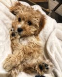 Maltipom Being Cute Maltipom Being Cute