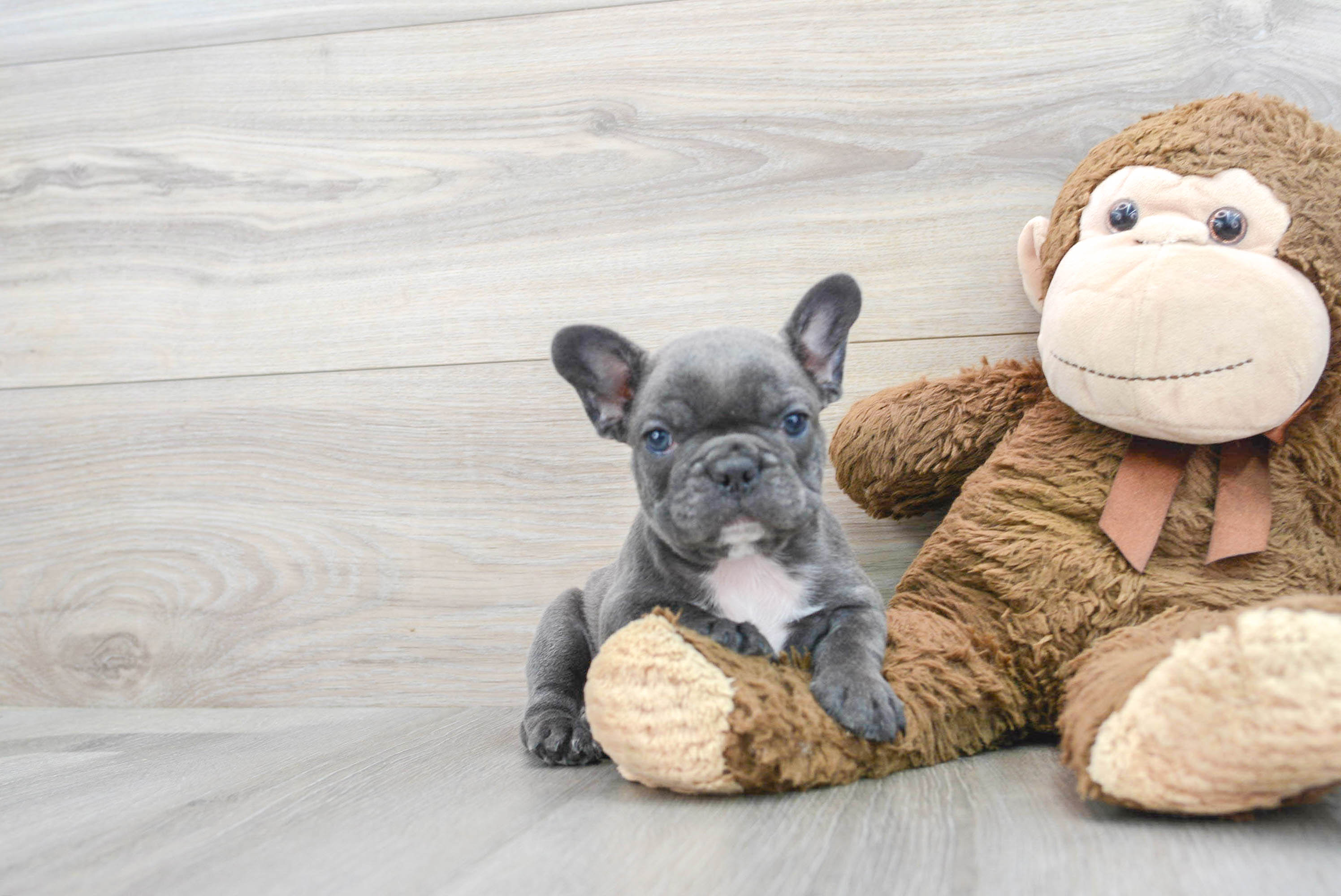 Akc Registered French Bulldog Purebred Pup