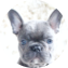 French Bulldog Puppy For Sale - Lone Star Pups French Bulldog Puppy For Sale - Lone Star Pups