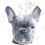 French Bulldog Puppy For Sale - Lone Star Pups