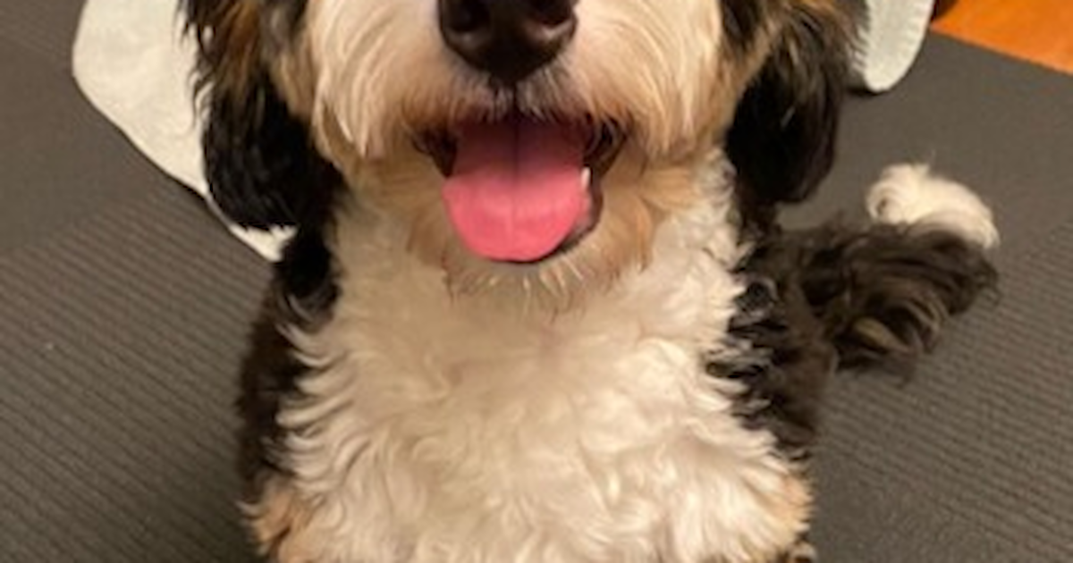 Mini Bernedoodle Puppies For Sale Lone Star Pups